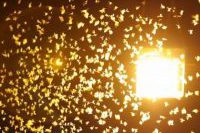 ik-kelebek-8A50-5416-1E05