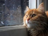 kedi-2-CB03-A7AE-7CDE